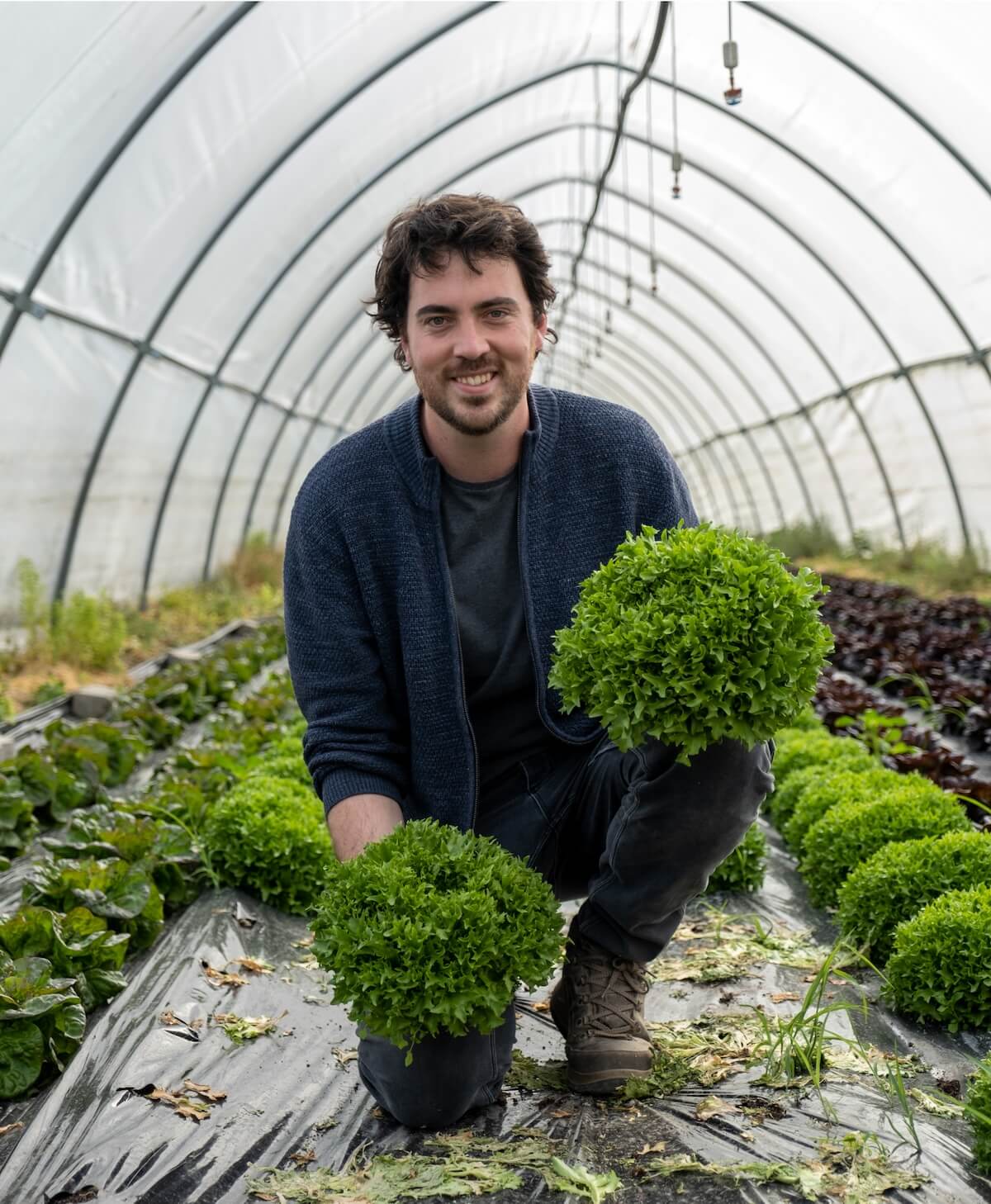 Producteur souriant dans une serre, tenant des plants de laitue verte fraîchement récoltée