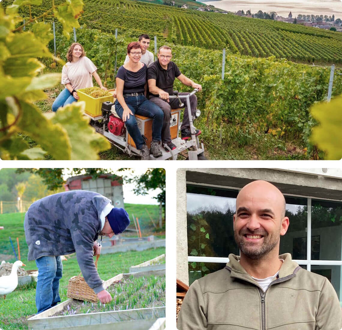 Triptyque de producteur et productrice. Un vigneron, un maraicher et un éleveur de boeuf